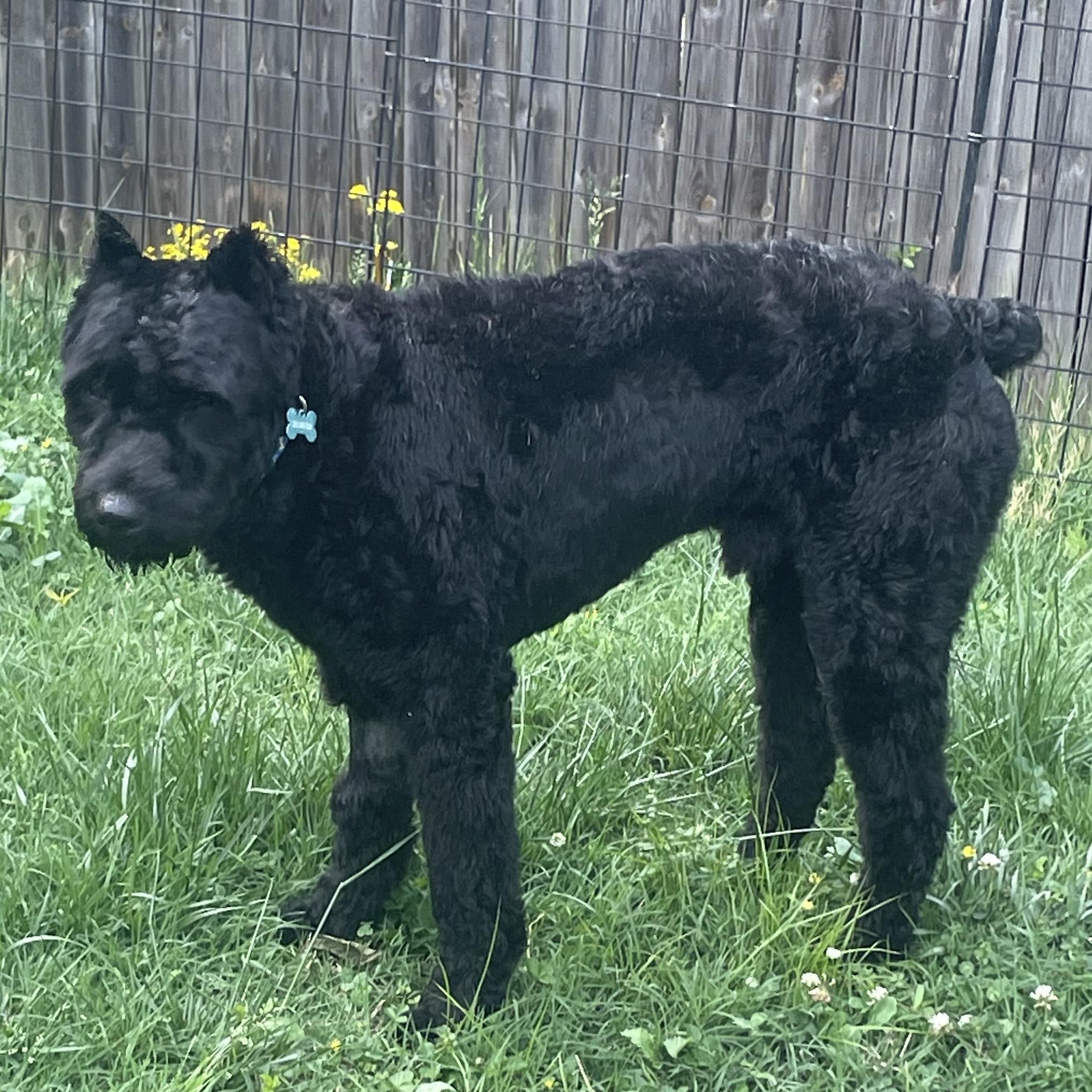 Bear, adopted, Young Male Bouvier des Flandres.