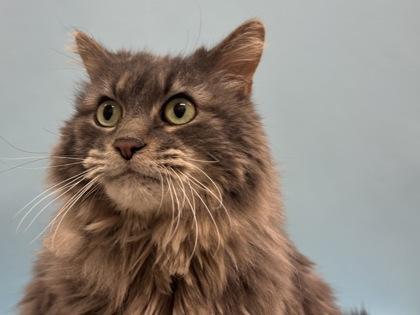 Boris, Adoptable, Adult Male Domestic Long Hair & Domestic Short Hair.