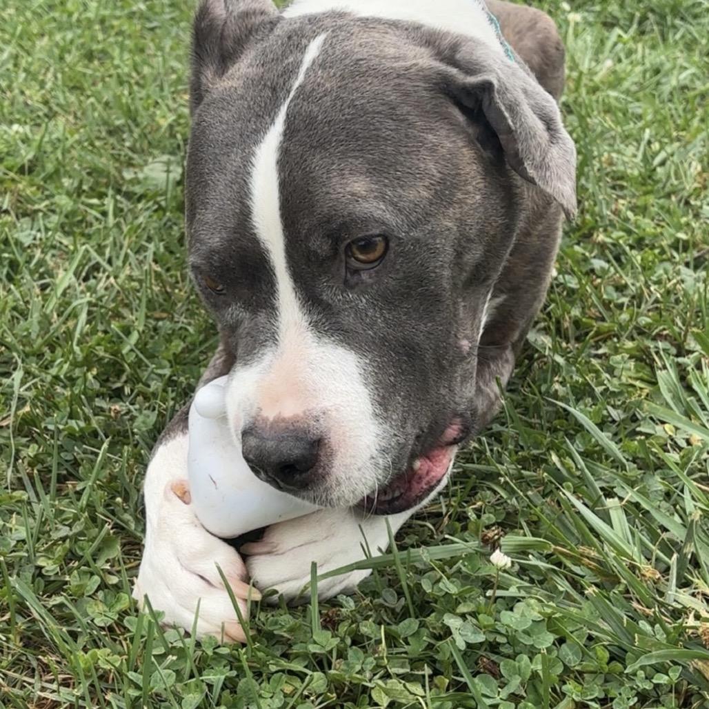 Mochi (Milo), Adoptable, Adult Male American Staffordshire Terrier.