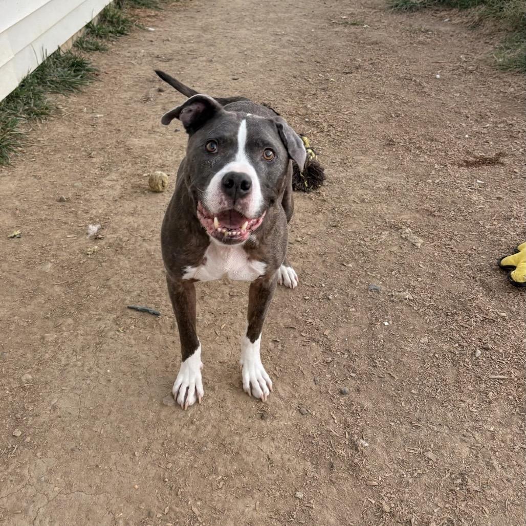 Enlarge Mochi (Milo), a Adoptable American Staffordshire Terrier in Tipton, IN image 2/3