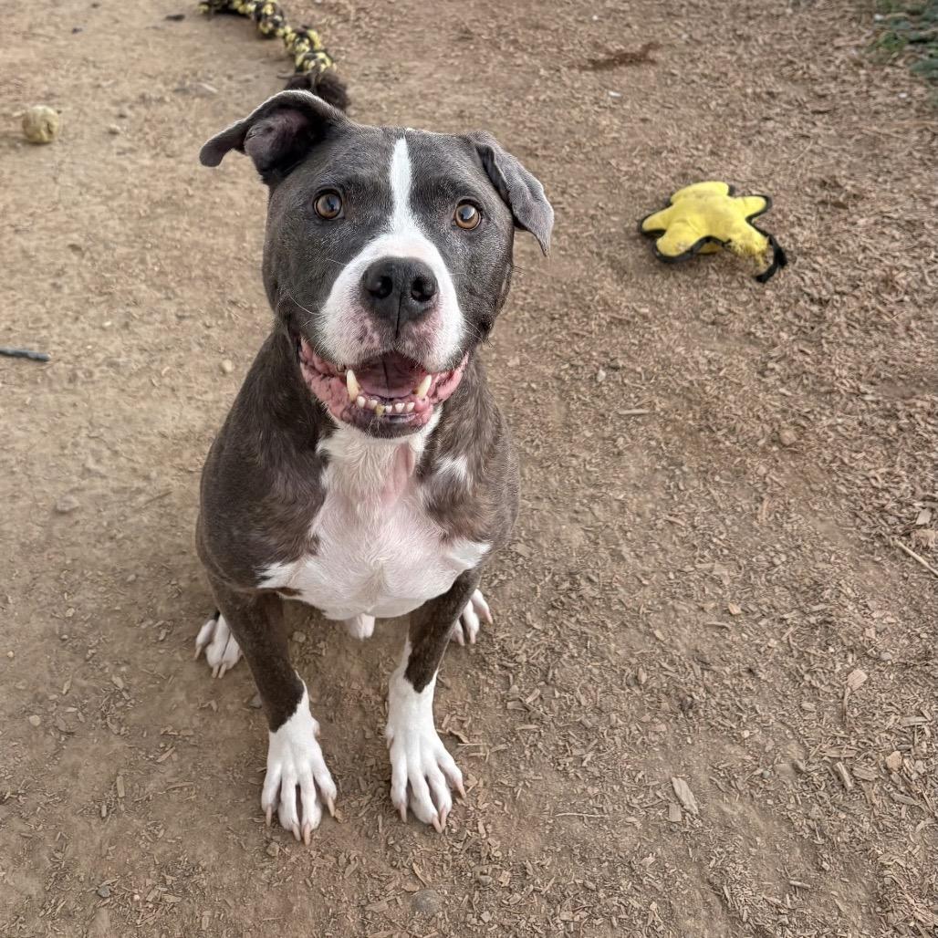 Enlarge Mochi (Milo), a Adoptable American Staffordshire Terrier in Tipton, IN image 3/3