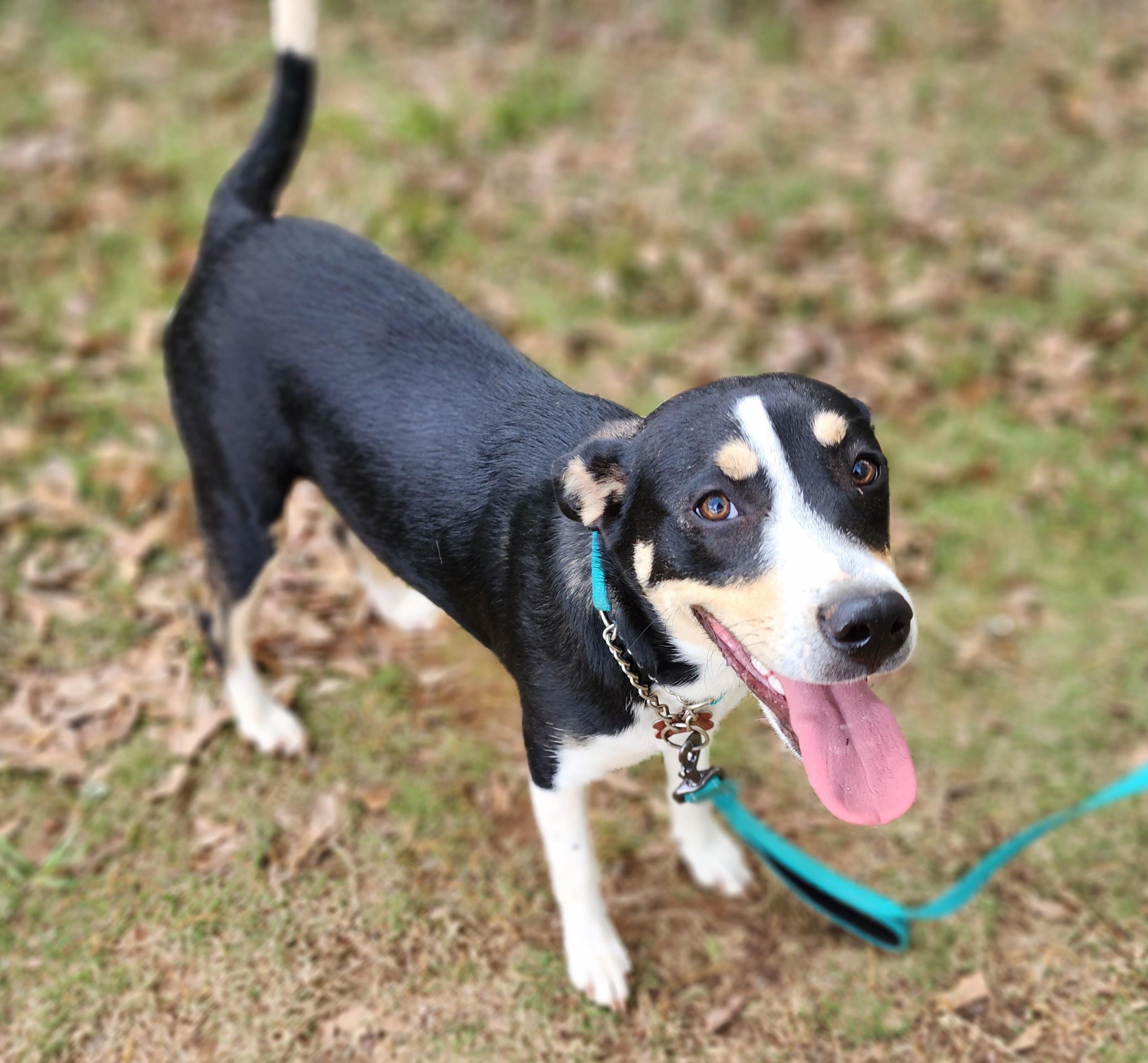 Enlarge Emmalee/Lexi, a Adopted Border Collie in phenix city, AL image 1/2
