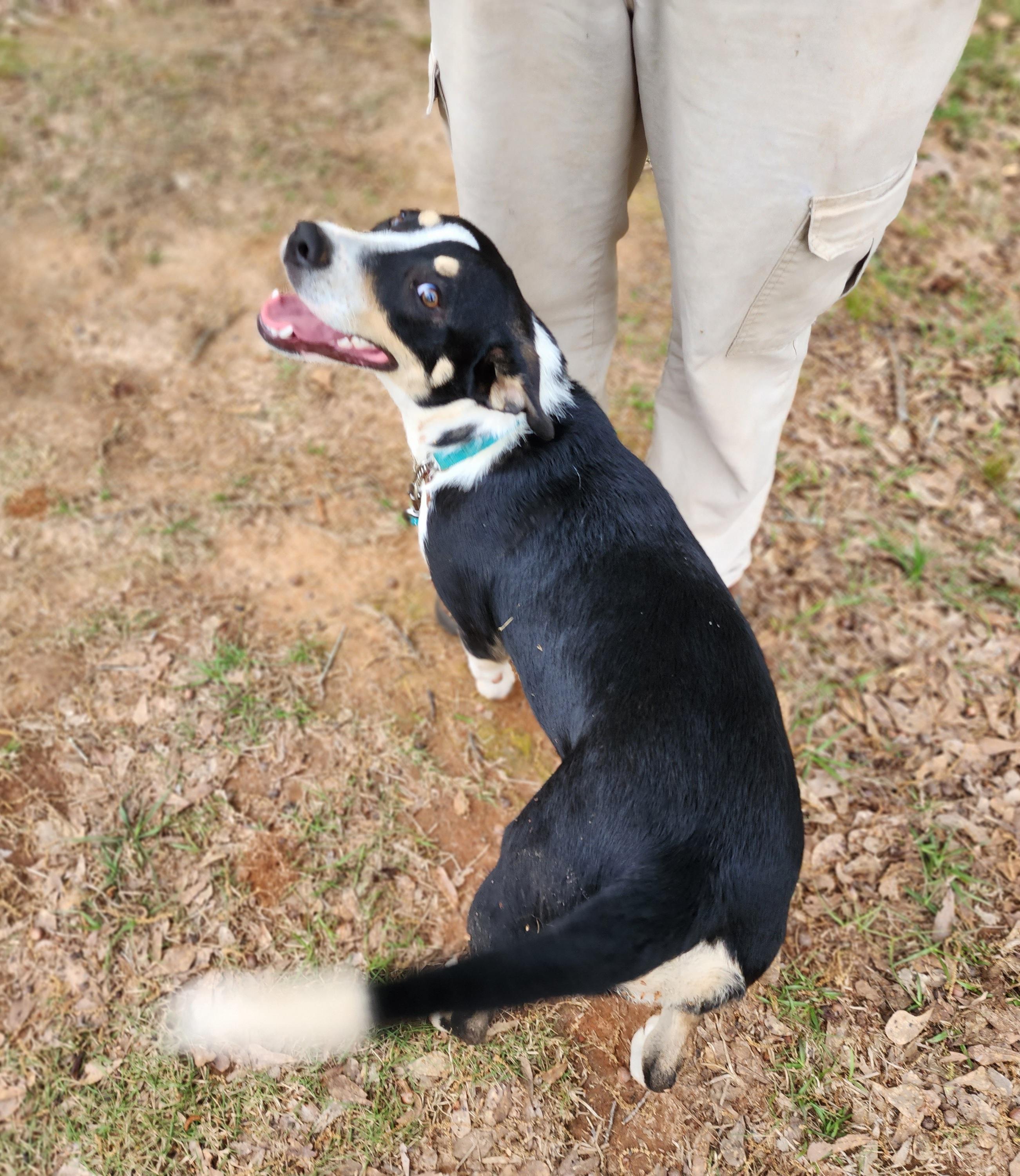 Enlarge Emmalee/Lexi, a Adopted Border Collie in phenix city, AL image 2/2