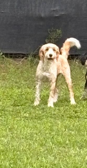 JANEY, an adoptable Bernedoodle in Port Elizabeth, NJ, 08204 | Photo Image 4