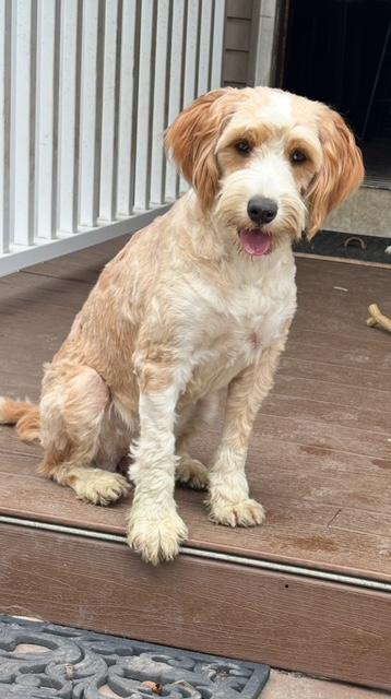 JANEY, an adoptable Bernedoodle in Port Elizabeth, NJ, 08204 | Photo Image 1