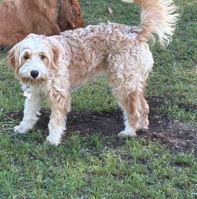 JANEY, an adoptable Bernedoodle in Port Elizabeth, NJ, 08204 | Photo Image 3