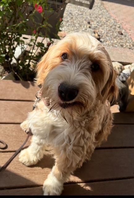 JANEY, an adoptable Bernedoodle in Port Elizabeth, NJ, 08204 | Photo Image 2