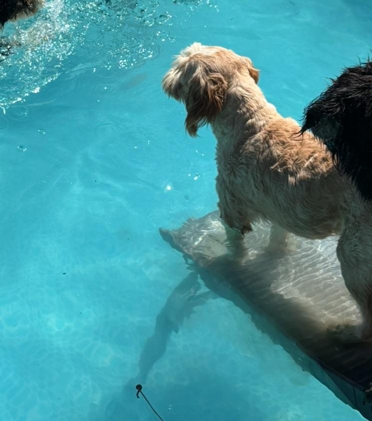 JANEY, an adoptable Bernedoodle in Port Elizabeth, NJ, 08204 | Photo Image 5