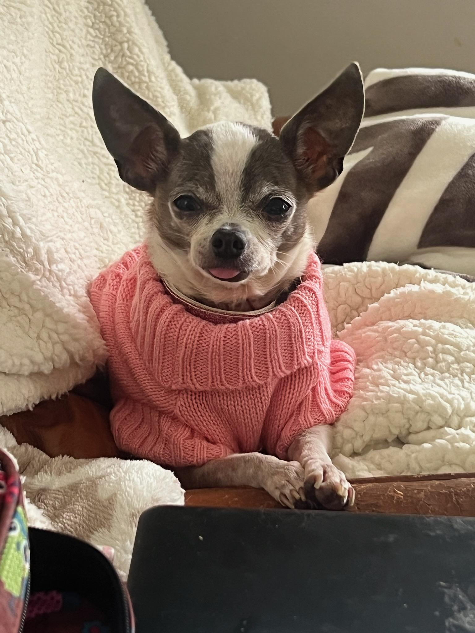 Baby (read my bio I am in a holistic rescue, the adoption fee is for both will not seperate)