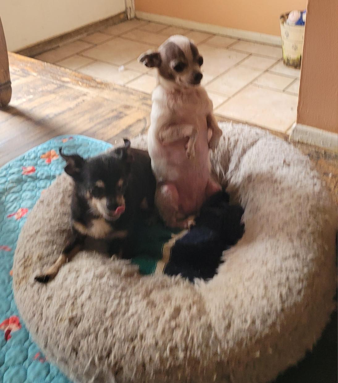 Enlarge Baby (read my bio I am in a holistic rescue, the adoption fee is for both will not seperate), an adopted Chihuahua in Warren, MI image 2/5