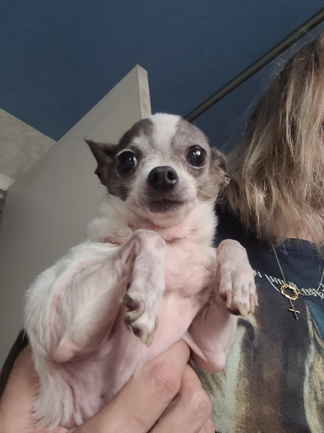 Baby (read my bio I am in a holistic rescue, the adoption fee is for both will not seperate)