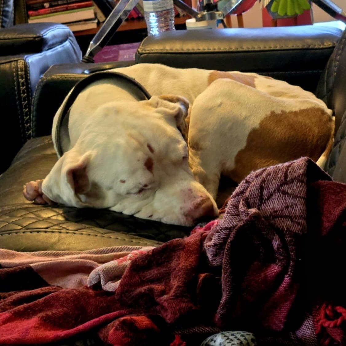 Enlarge Petey, a ADOPTABLE mixed breed in Stuart, FL image 3/3