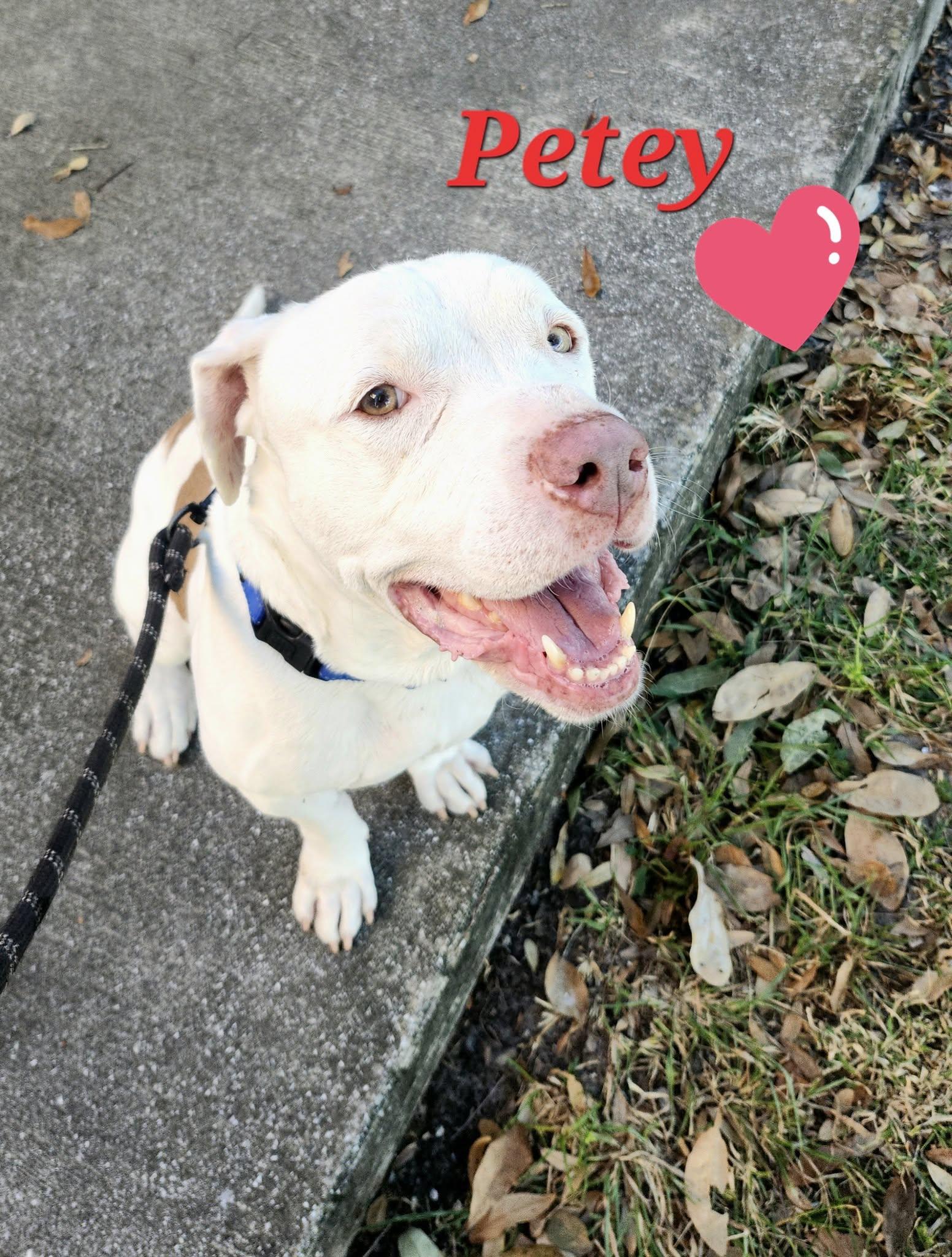 Petey, ADOPTABLE, Young Male American Bulldog & Pit Bull Terrier.