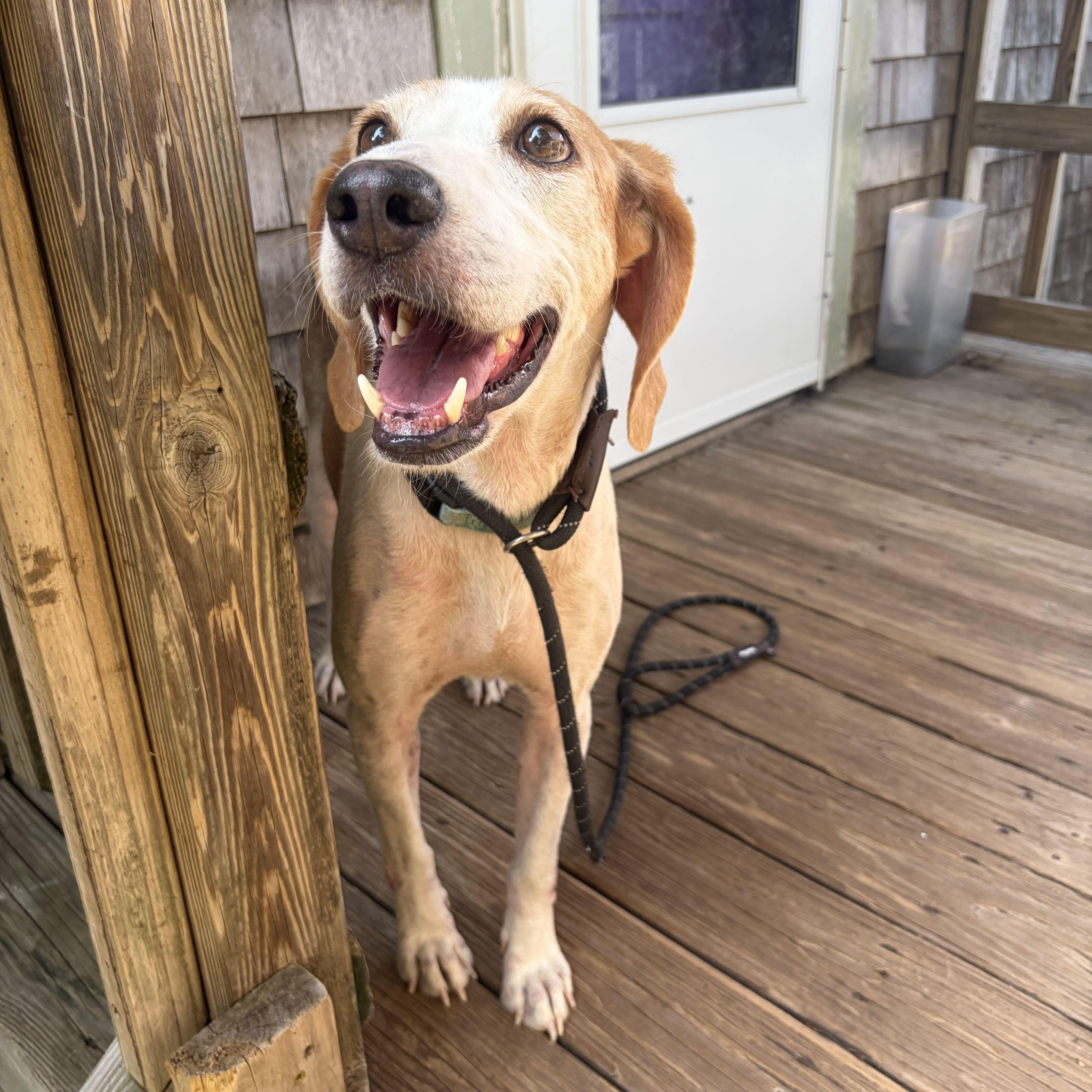Enlarge Icicles, a Adoptable mixed breed in New Bedford, MA image 2/3