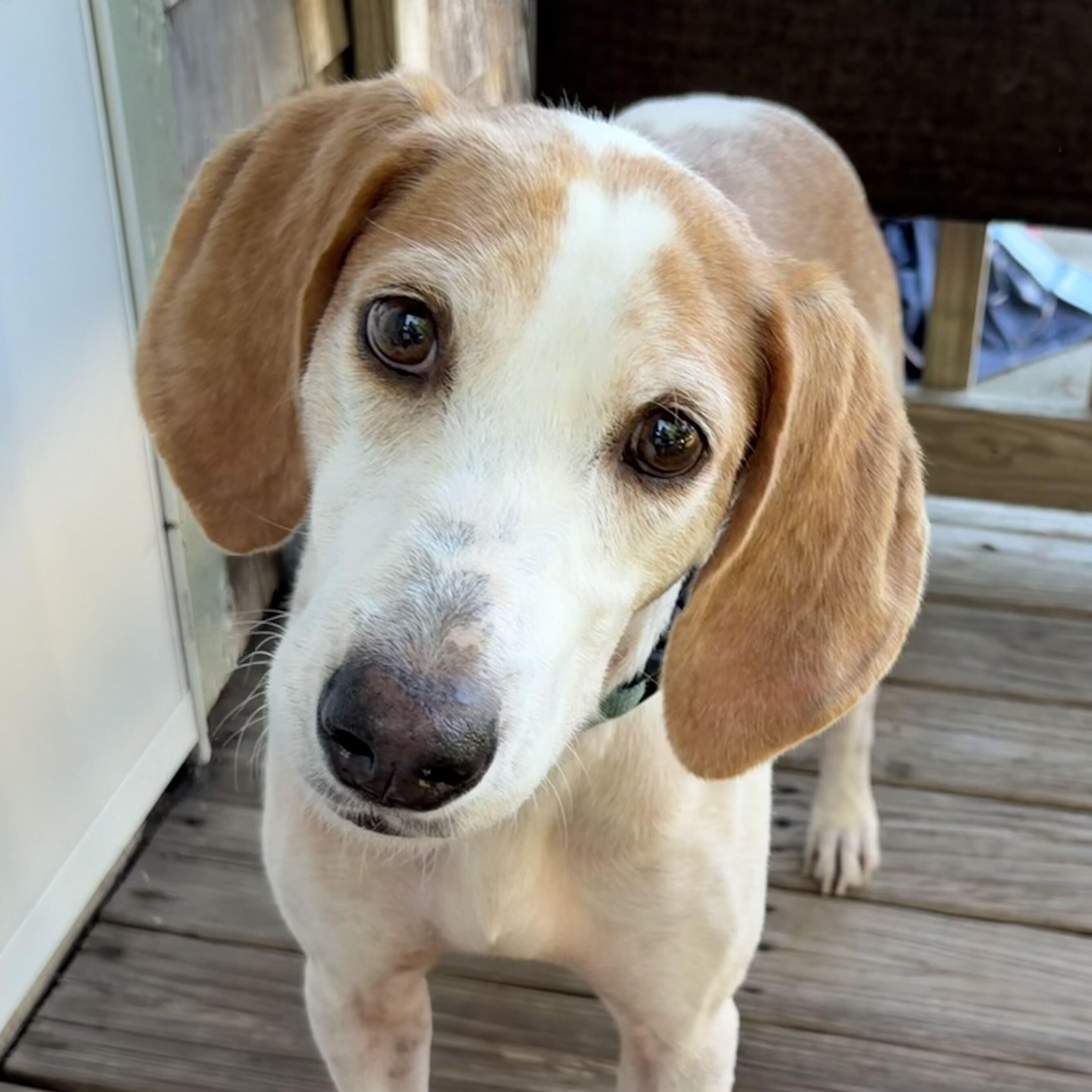 Icicles, Adoptable, Adult Female Hound.