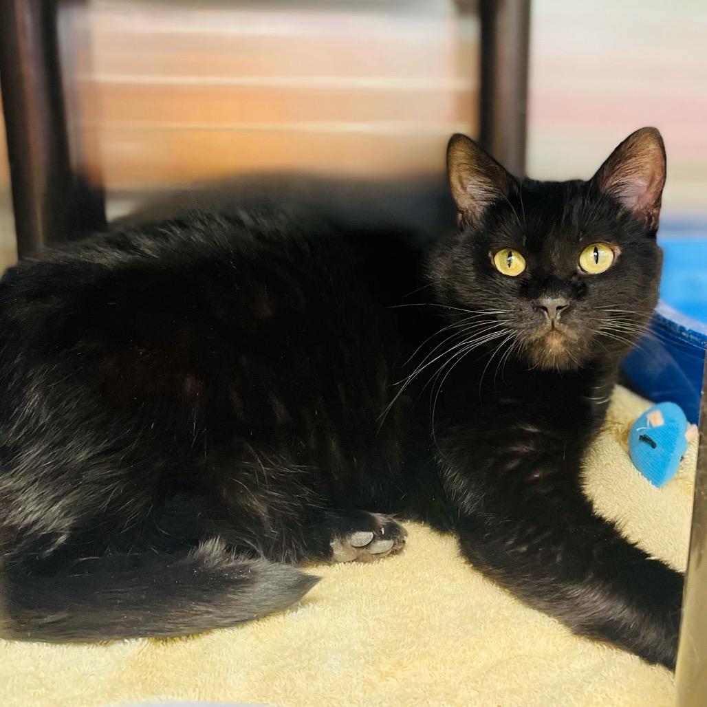 Enlarge Bea, a Adoptable Domestic Short Hair in Columbia Station, OH image 1/6