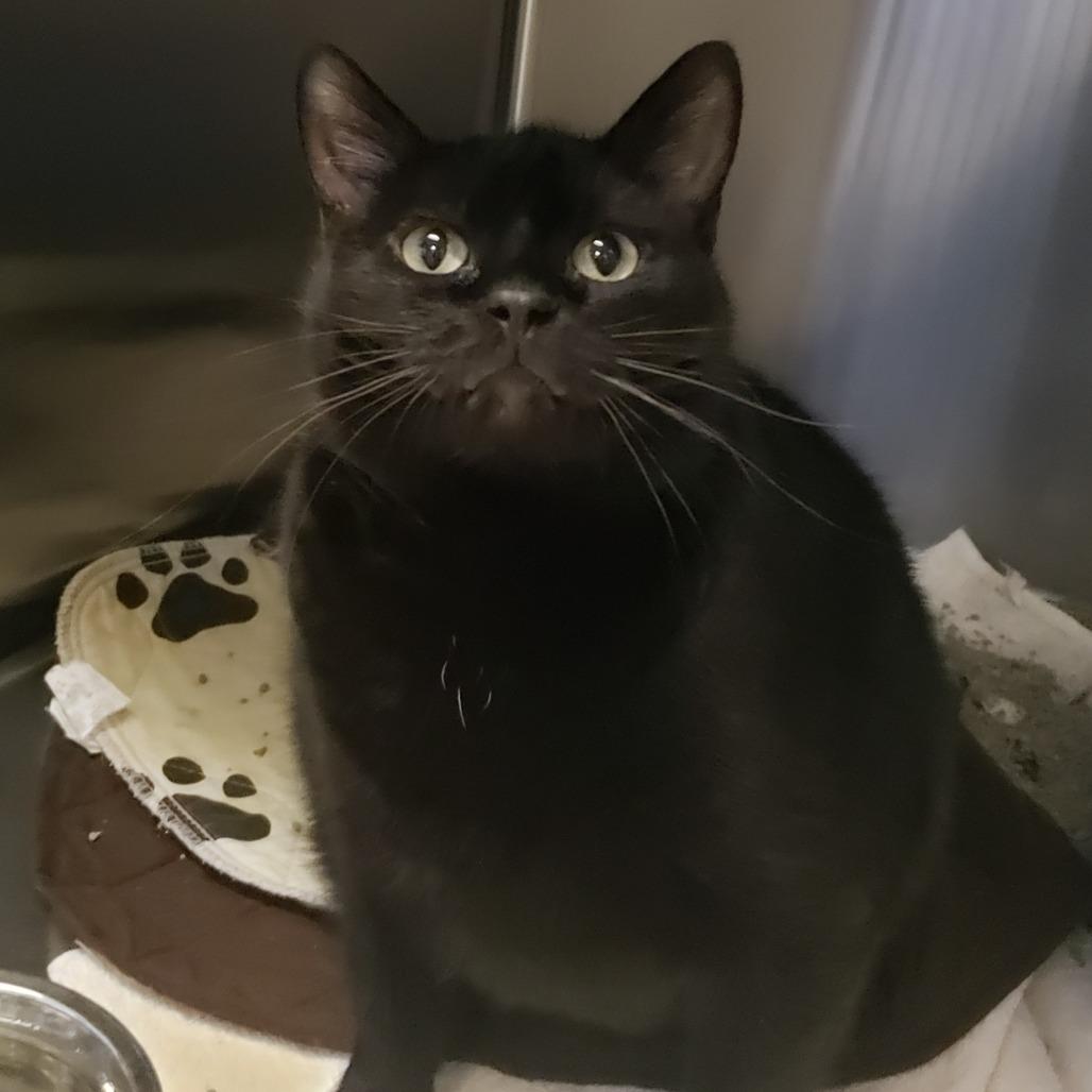 Enlarge Bea, a Adoptable Domestic Short Hair in Columbia Station, OH image 2/6