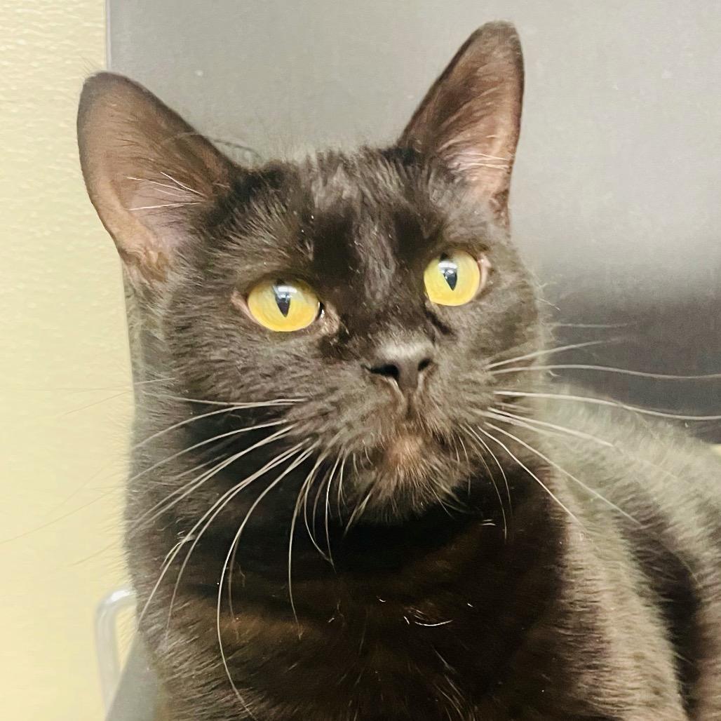 Enlarge Bea, a Adoptable Domestic Short Hair in Columbia Station, OH image 3/6