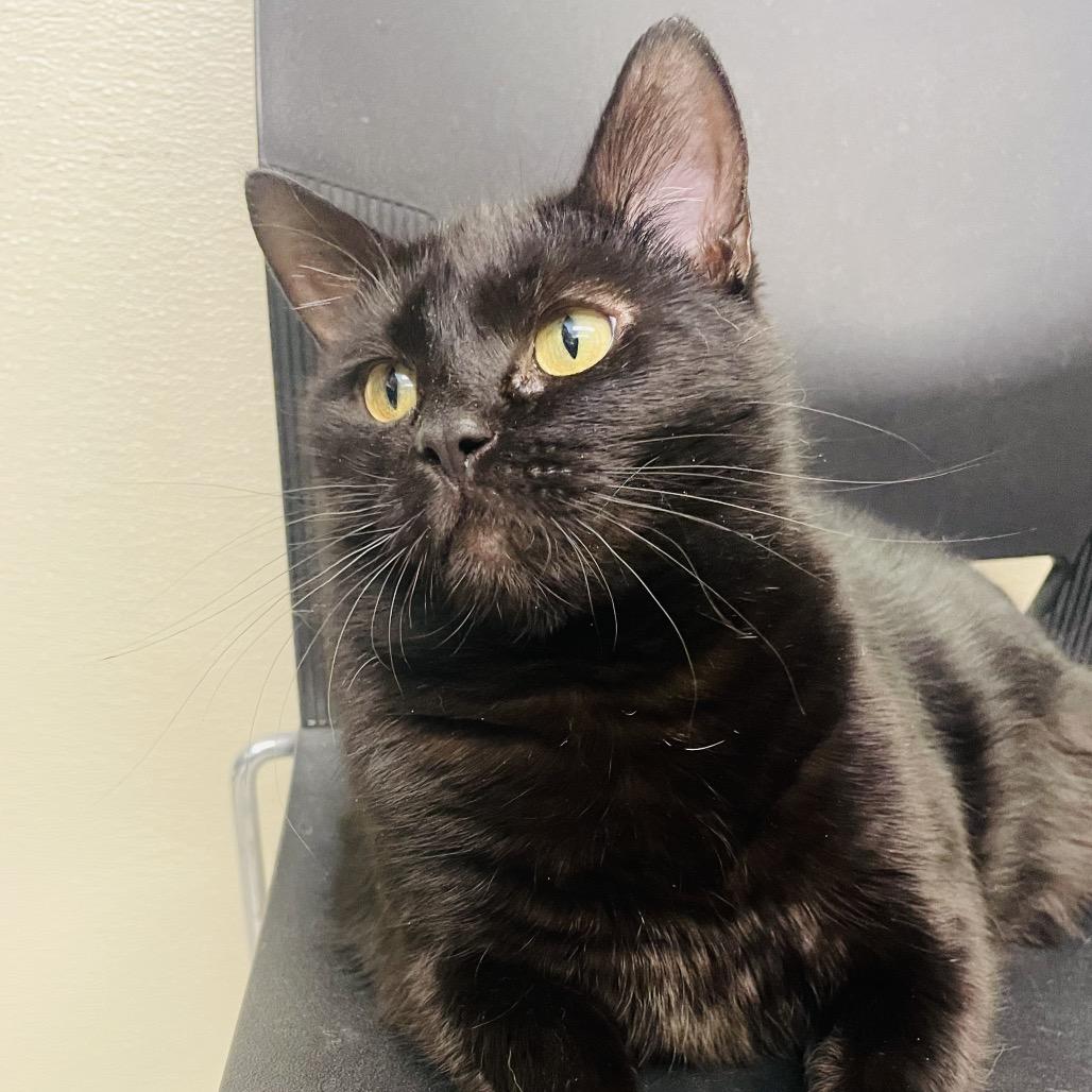 Enlarge Bea, a Adoptable Domestic Short Hair in Columbia Station, OH image 4/6