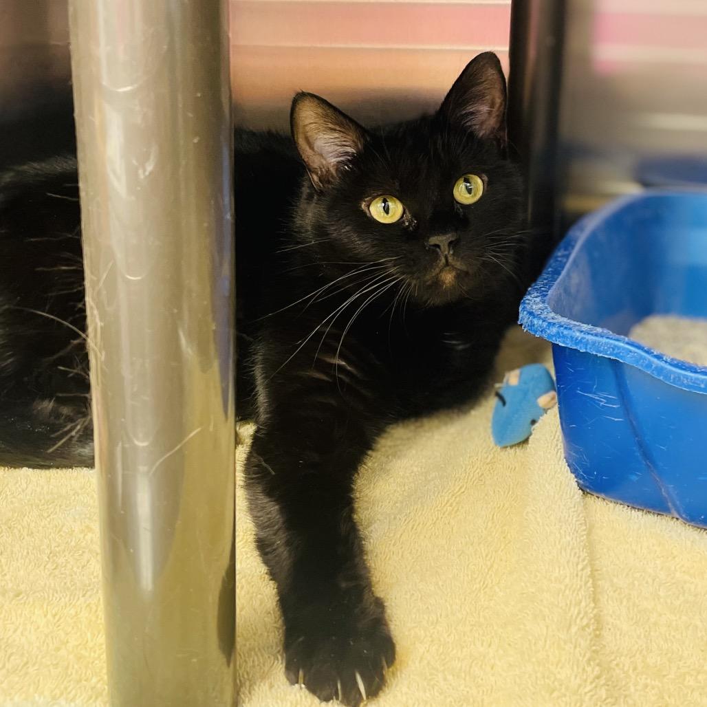 Enlarge Bea, a Adoptable Domestic Short Hair in Columbia Station, OH image 5/6