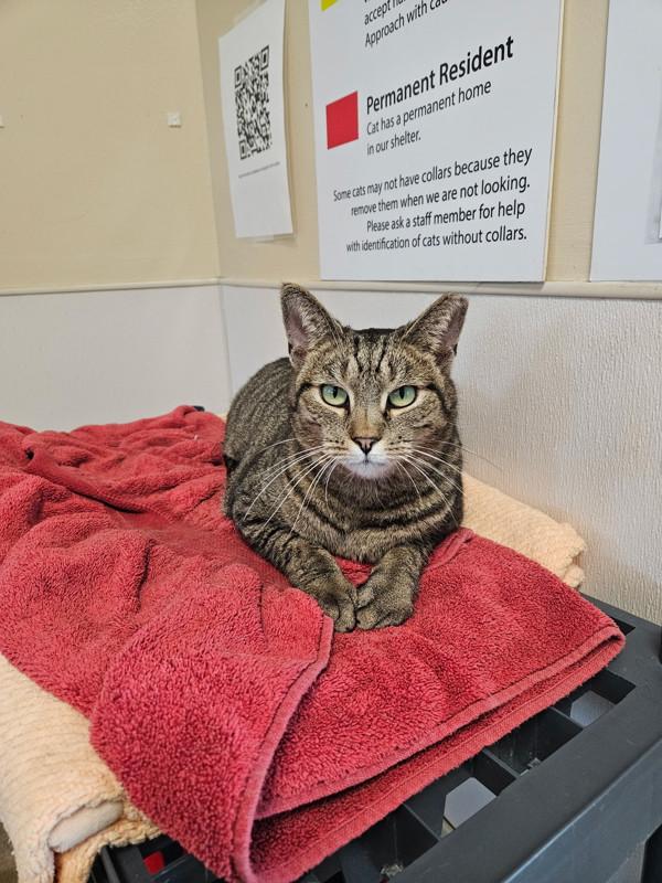 Skeeter The Greeter, Adoptable, Adult Female Domestic Short Hair.