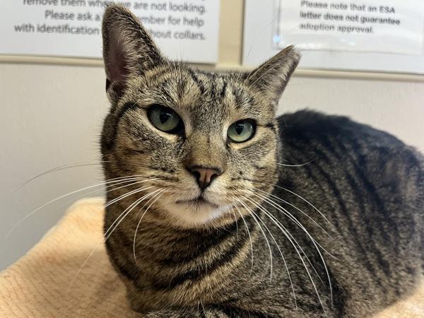 Enlarge Skeeter The Greeter, a Adoptable mixed breed in Columbus, OH image 2/2