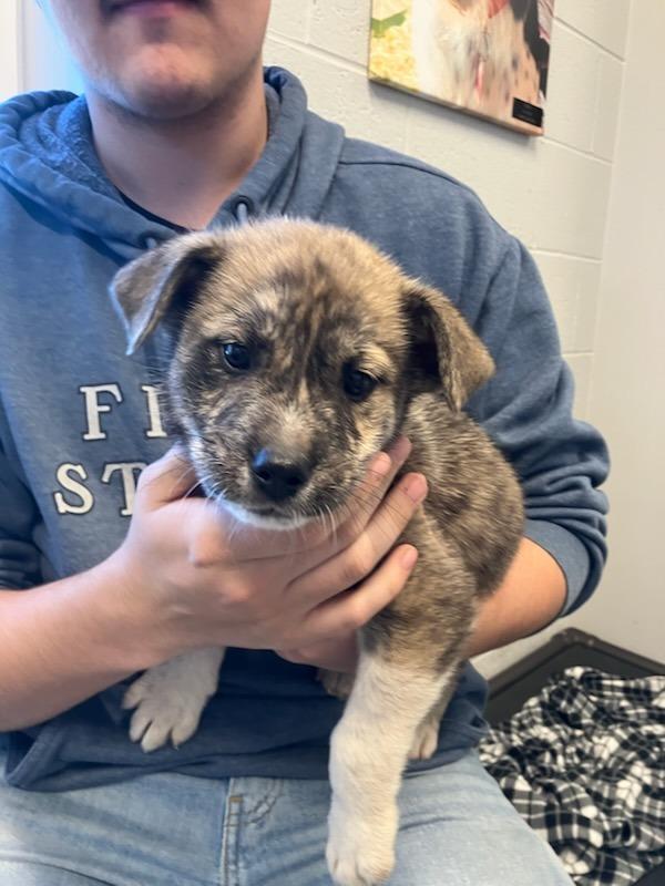 Enlarge Lark, a Adoptable Mixed Breed in Mustang, OK image 1/1