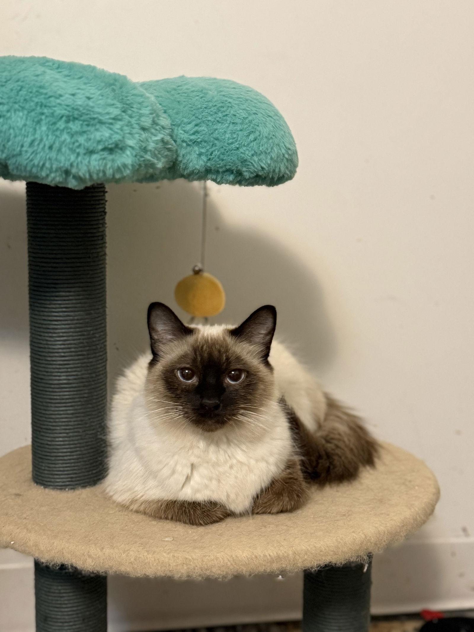 Raven, Adoptable, Adult Female Siamese.