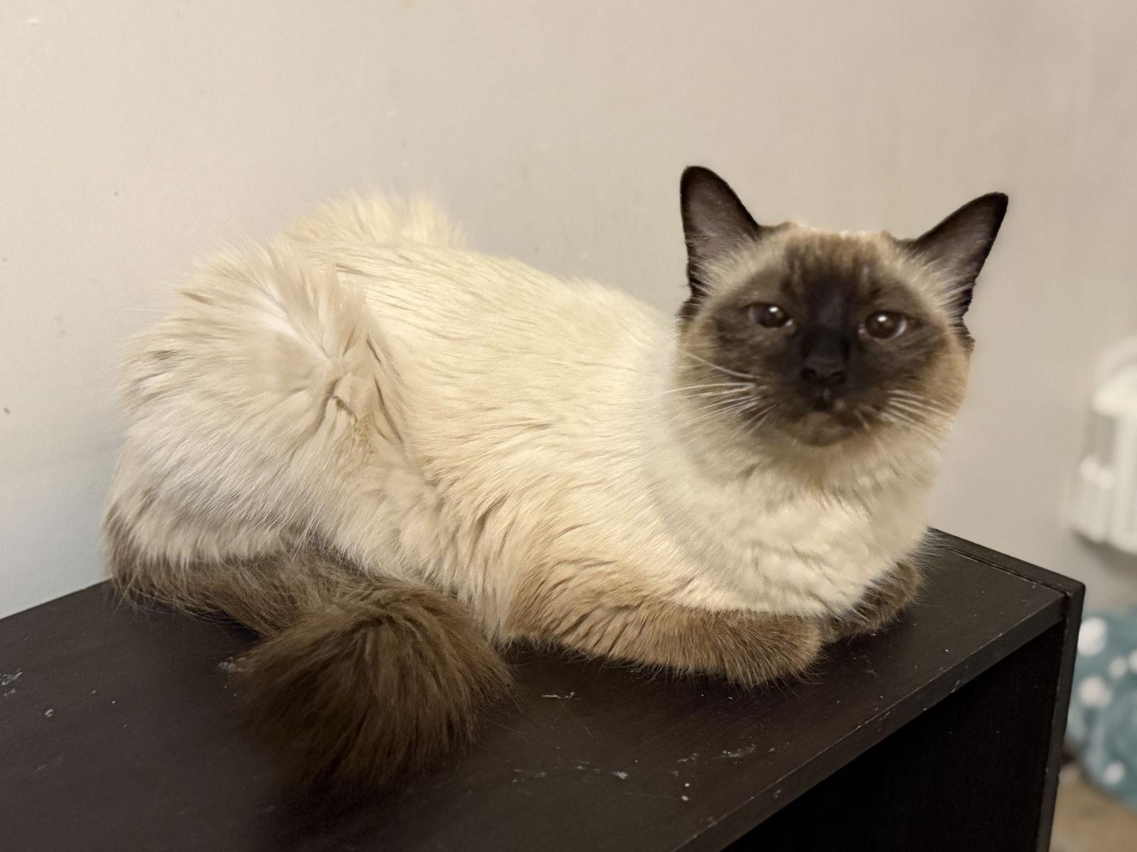 Enlarge Raven, a Adoptable Siamese in Fenton, MO image 2/2