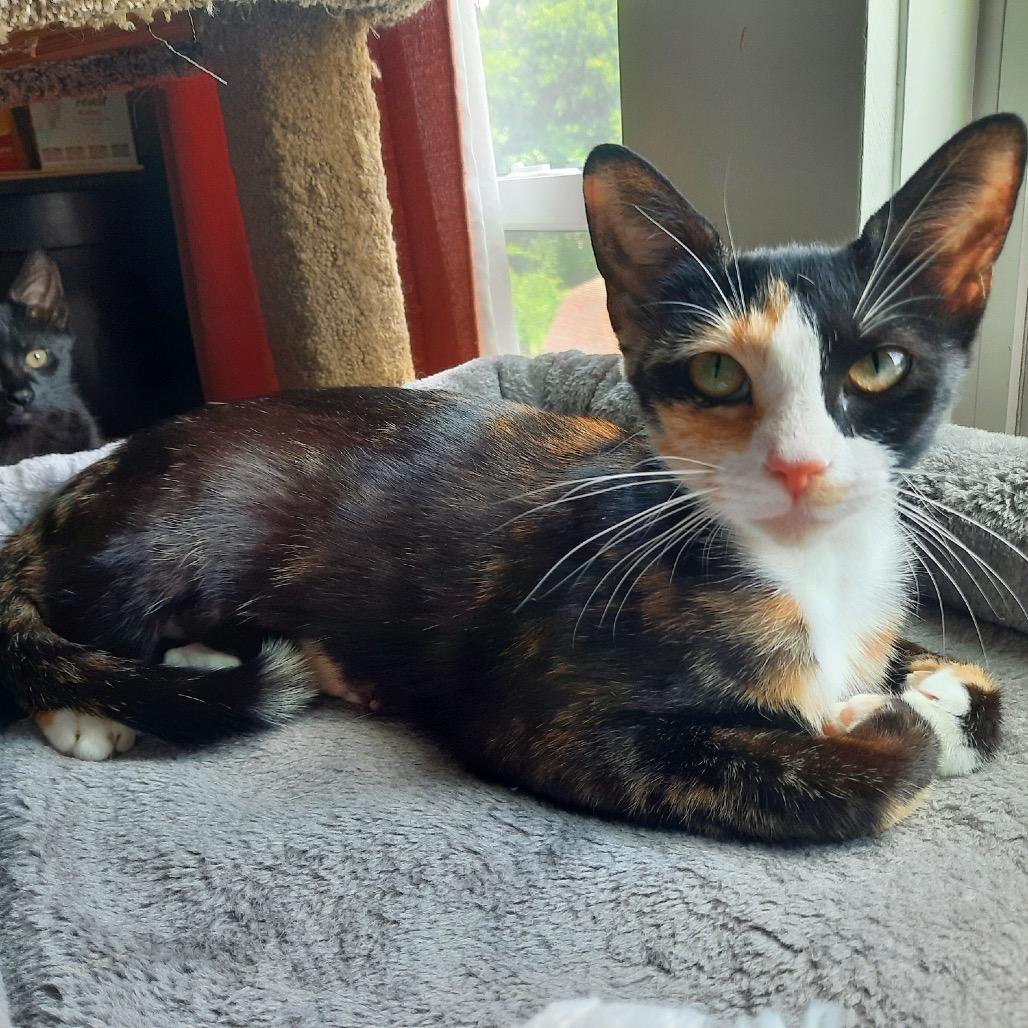 BeBe, Adoptable, Young Female Domestic Short Hair.