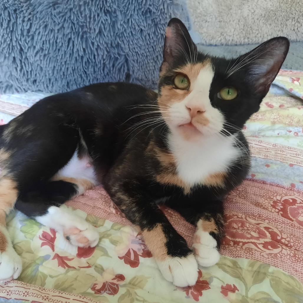 Enlarge BeBe, a Adoptable Domestic Short Hair in Harrisonburg, VA image 3/6