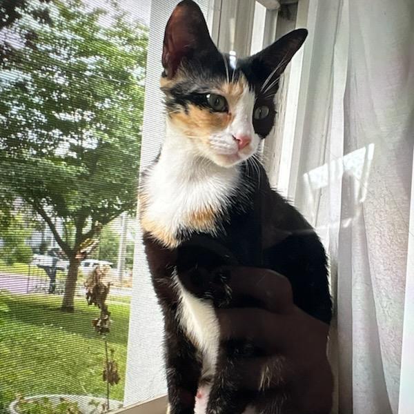 Enlarge BeBe, a Adoptable Domestic Short Hair in Harrisonburg, VA image 4/6