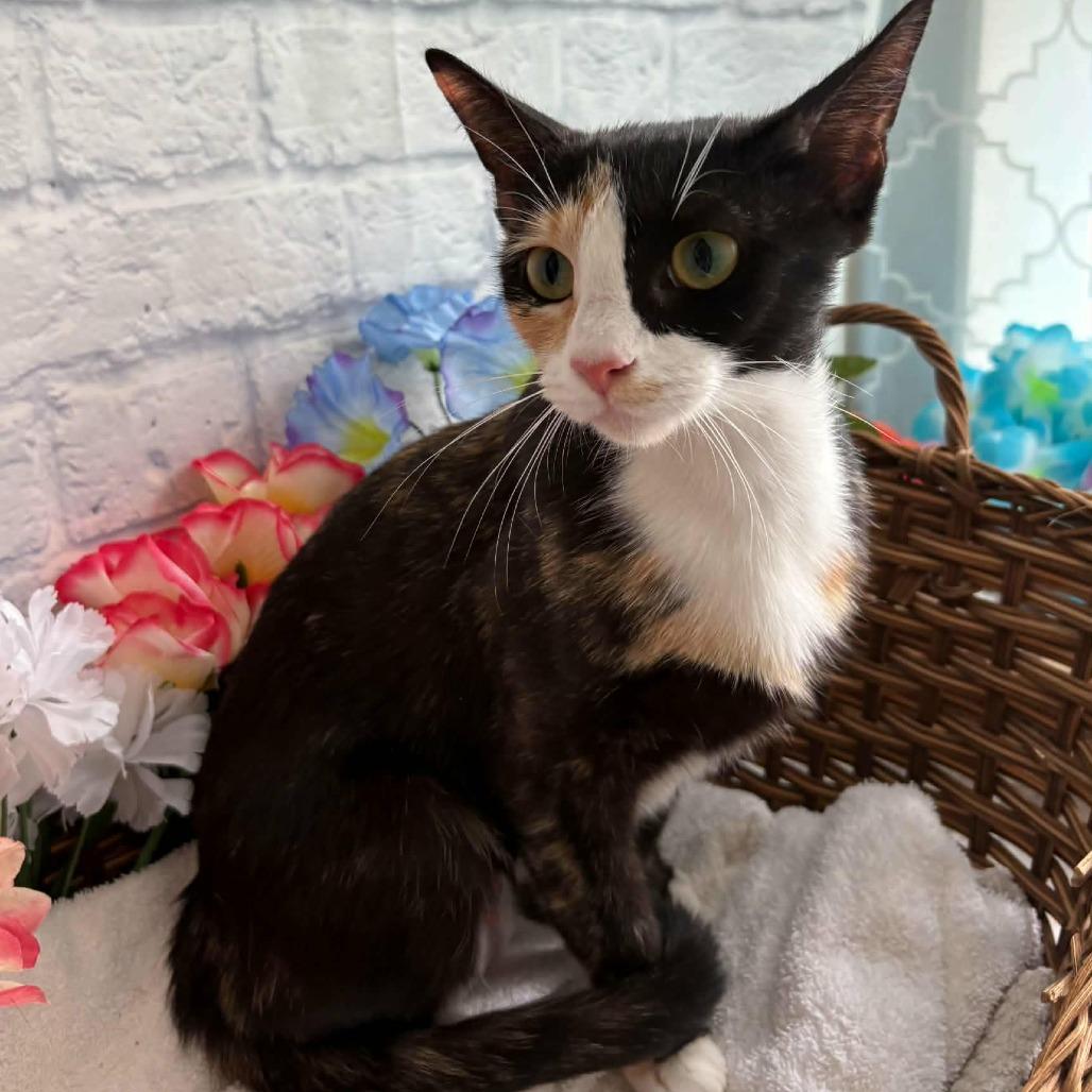 Enlarge BeBe, a Adoptable Domestic Short Hair in Harrisonburg, VA image 5/6