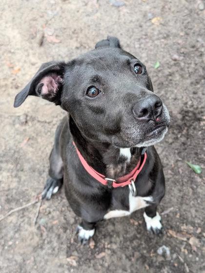 Mama, a Adoptable Mixed Breed in Spartanburg, SC image 1/6