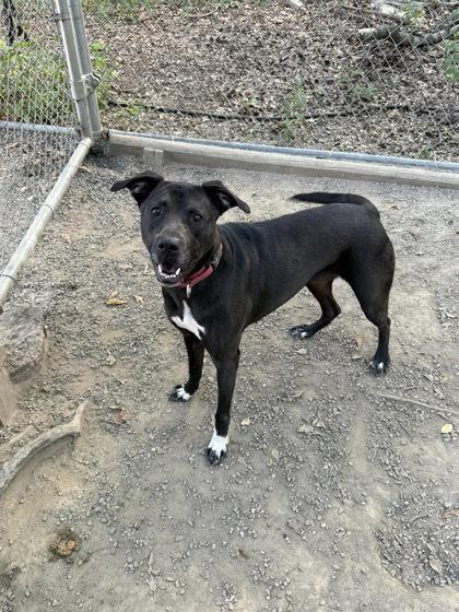 Mama, a Adoptable Mixed Breed in Spartanburg, SC image 5/6