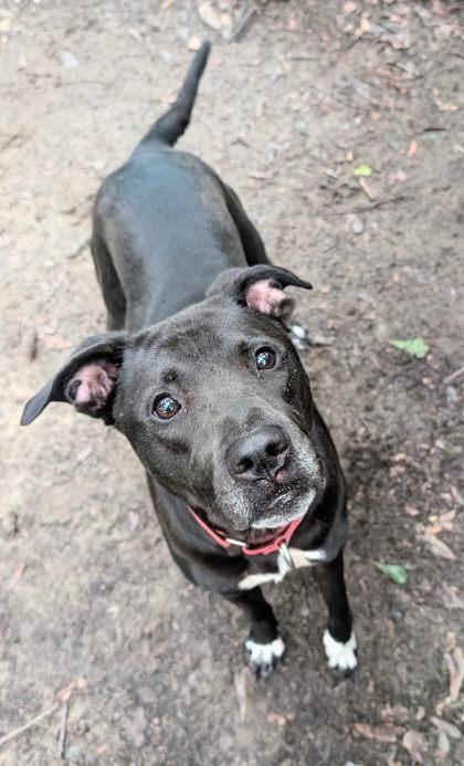 Mama, a Adoptable Mixed Breed in Spartanburg, SC image 6/6