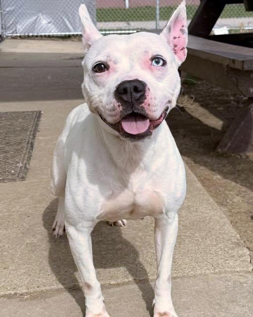 Enlarge Star, a ADOPTABLE mixed breed in Euclid, OH image 2/2