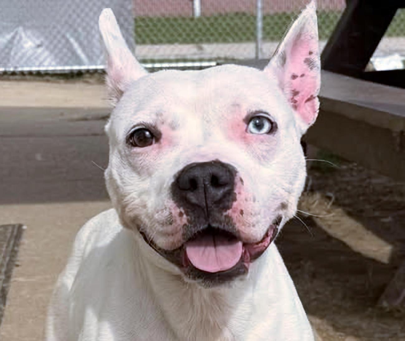 Star, ADOPTABLE, Young Female Pit Bull Terrier.