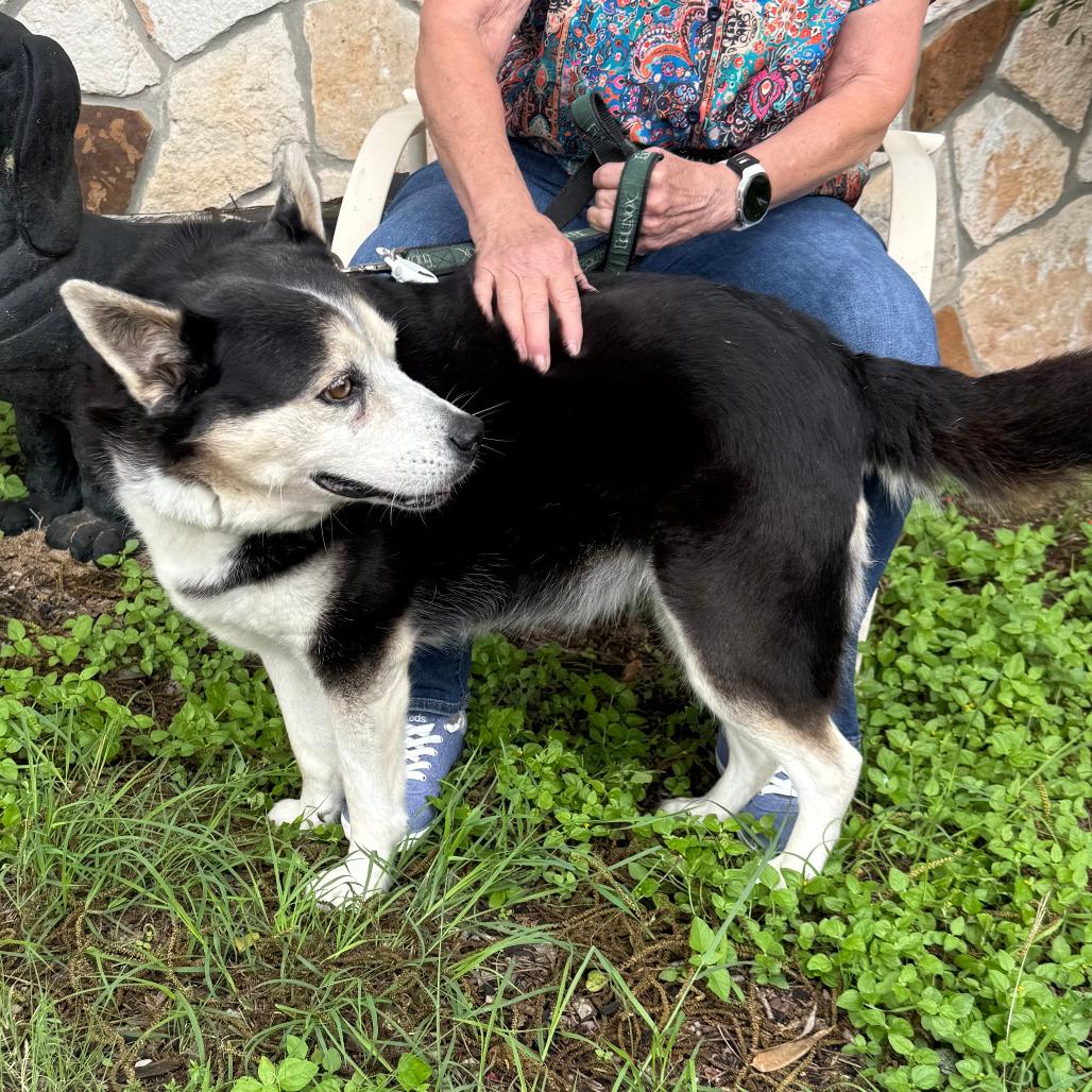 Sasha, Adoptable, Senior Female Husky & Mixed Breed.