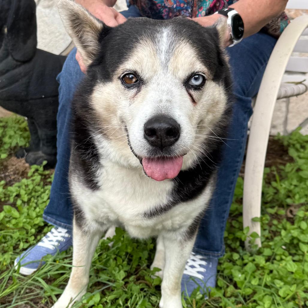 Enlarge Sasha, a Adoptable mixed breed in Kerrville, TX image 3/6