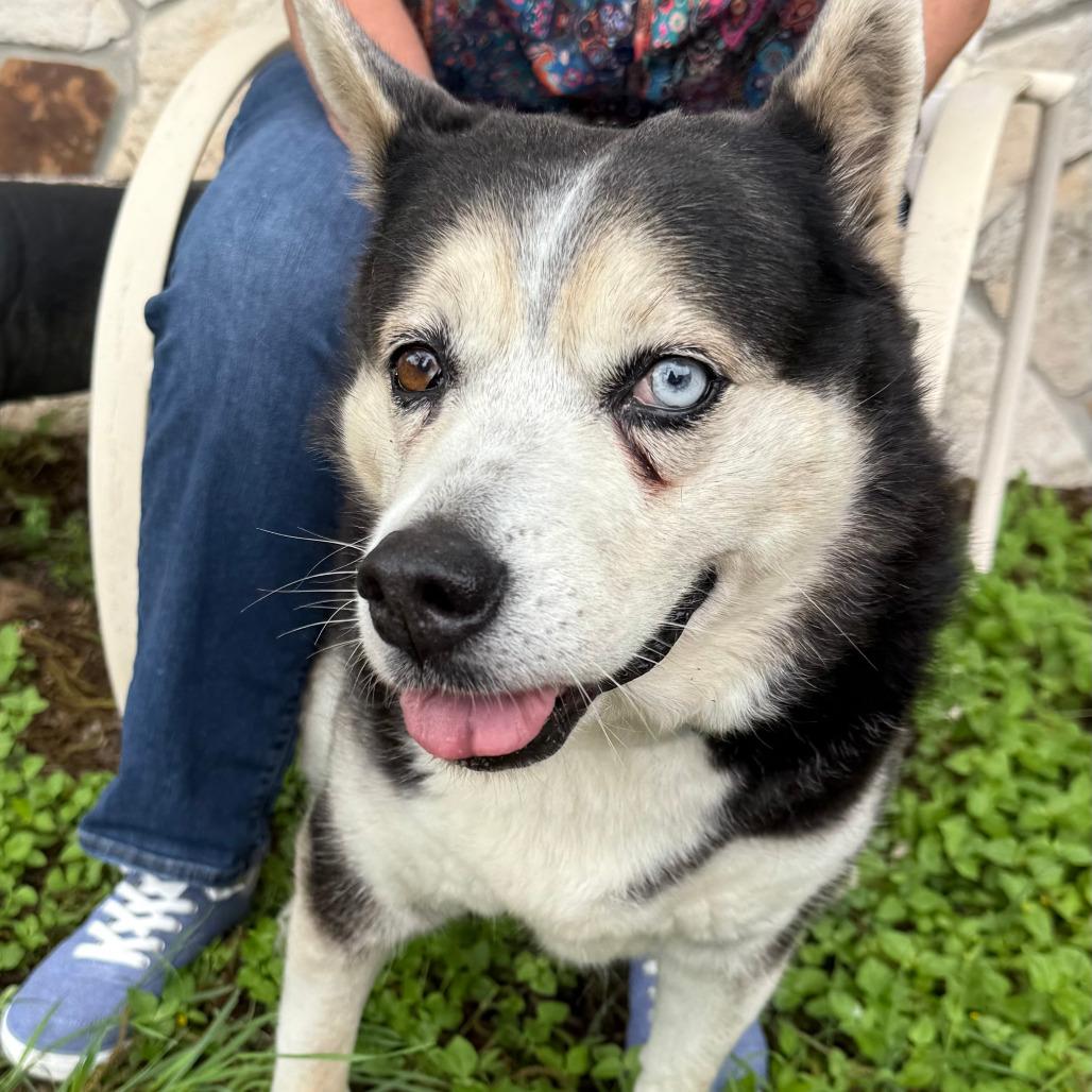 Enlarge Sasha, a Adoptable mixed breed in Kerrville, TX image 5/6