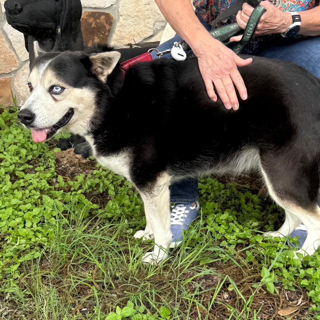 Enlarge Sasha, a Adoptable mixed breed in Kerrville, TX image 6/6