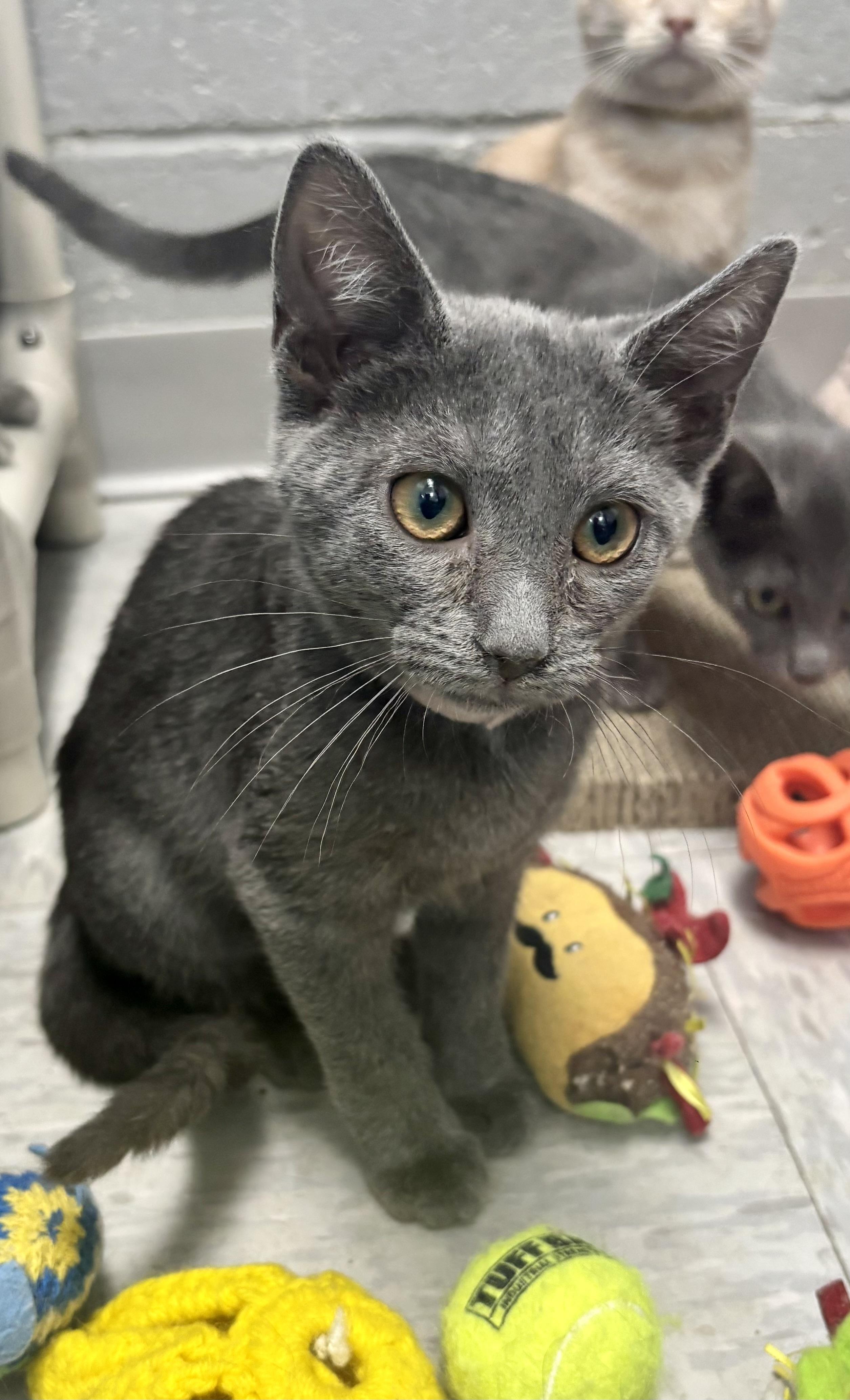 Enlarge Hooptie, an adoptable Domestic Short Hair in Bardstown, KY image 3/3
