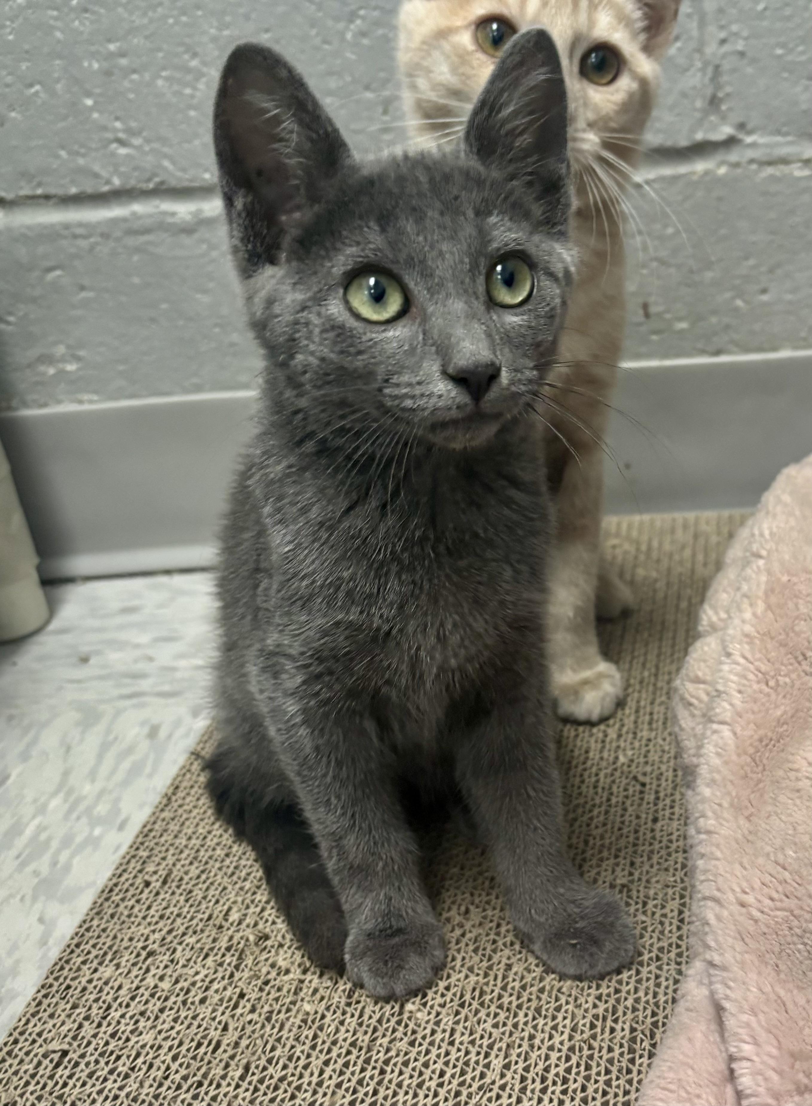 Enlarge Hooptie, an adoptable Domestic Short Hair in Bardstown, KY image 2/3