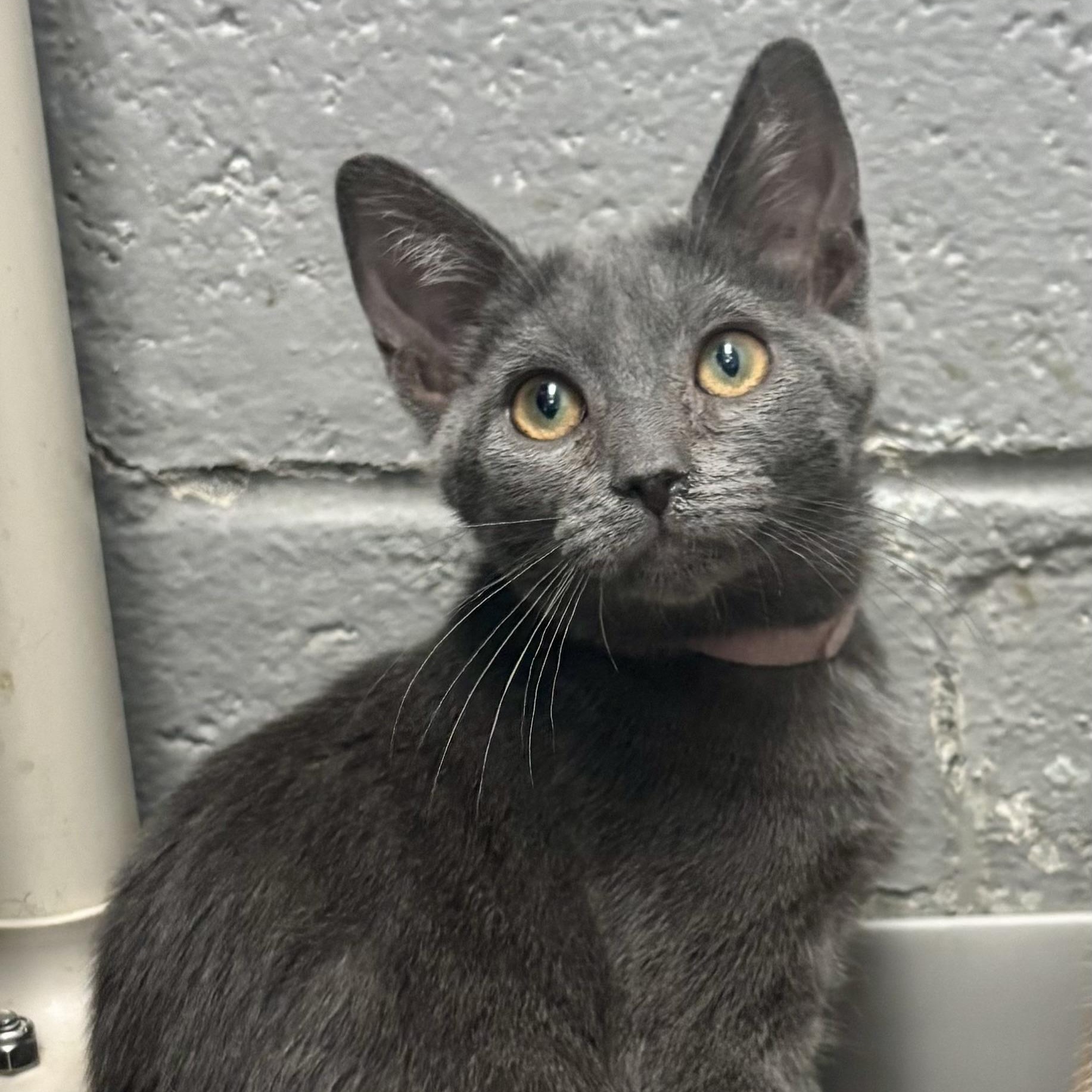 Hooptie, adoptable, Kitten Female Domestic Short Hair.