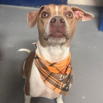 Lois, Adoptable, Adult Female American Staffordshire Terrier.