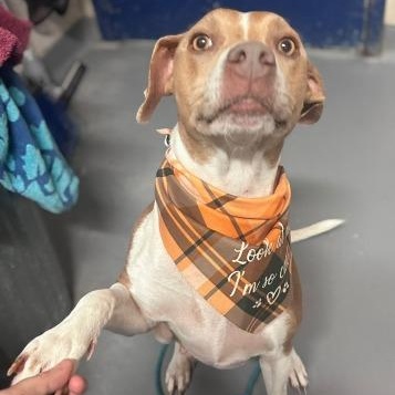 Enlarge Lois, a Adoptable American Staffordshire Terrier in Ashland, VA image 3/3