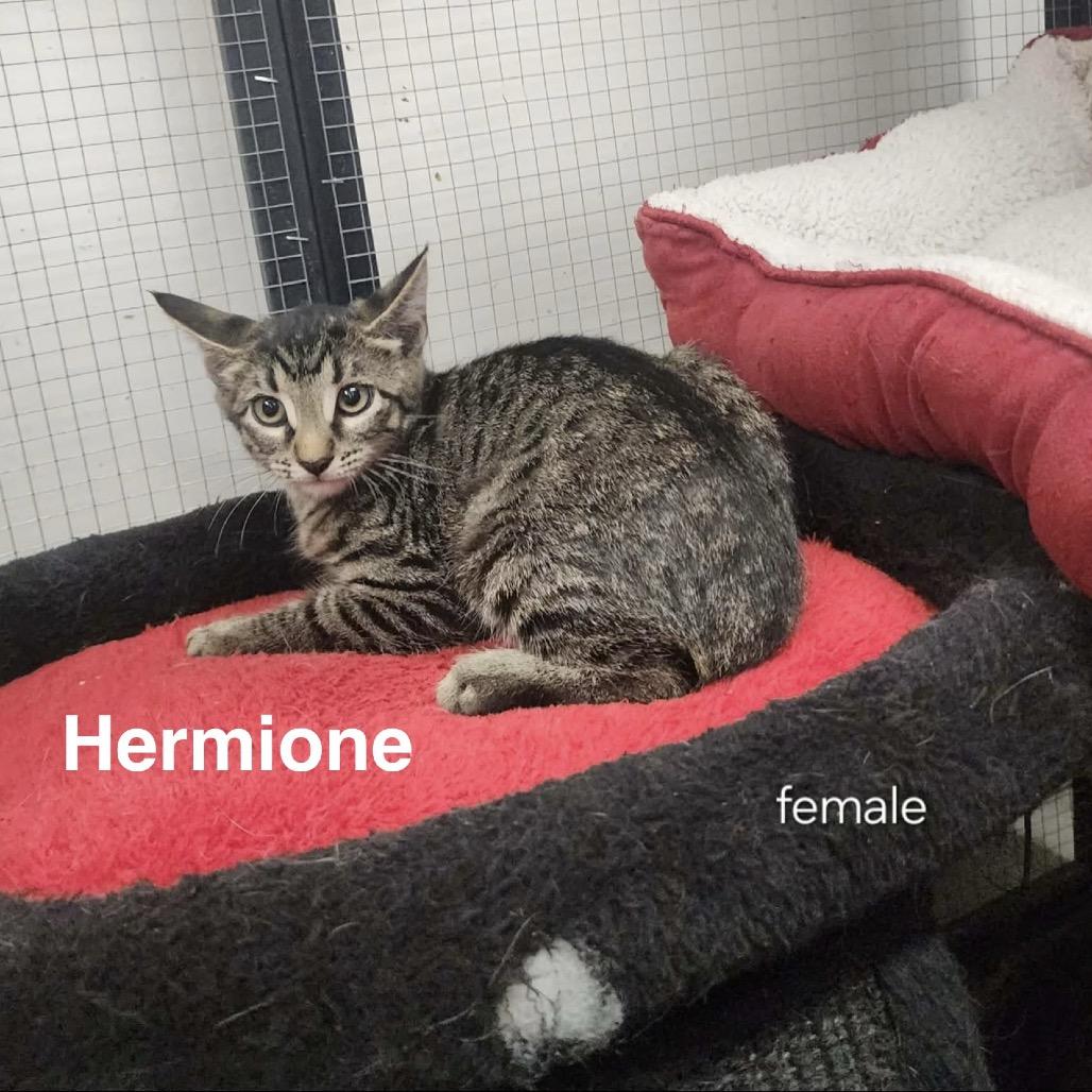 Hermione, Adoptable, Kitten Female American Shorthair.