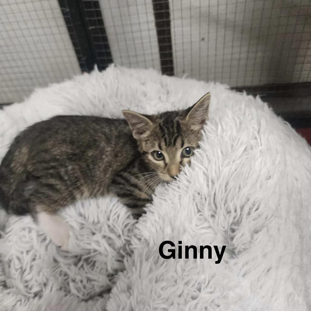 Enlarge Hermione, a Adoptable American Shorthair in Collinsville , OK image 6/6