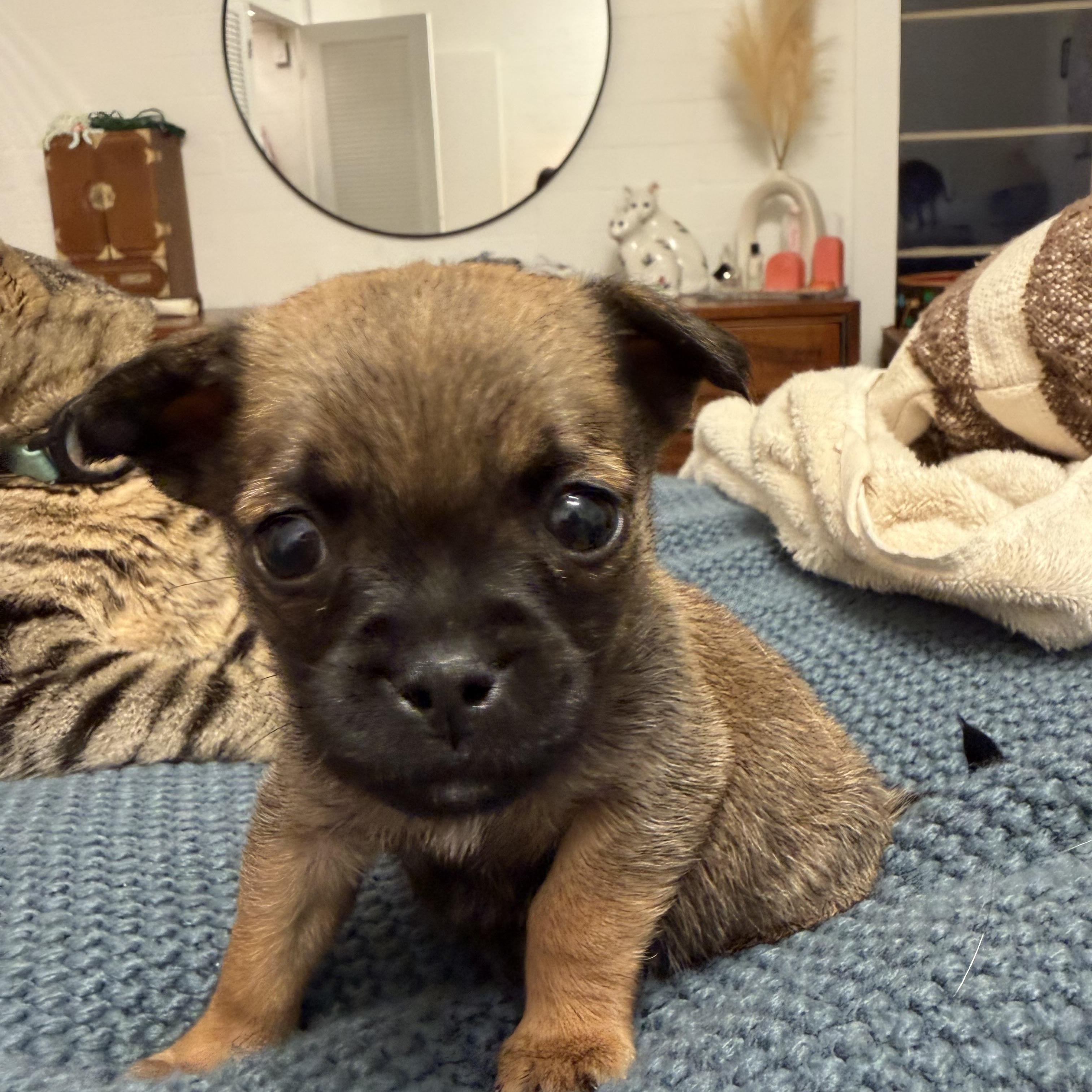 Hazel, a ADOPTABLE mixed breed in Redlands , CA image 2/2